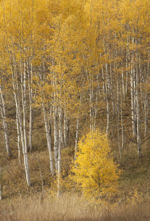2011Sep29_Colorado_0391.jpg