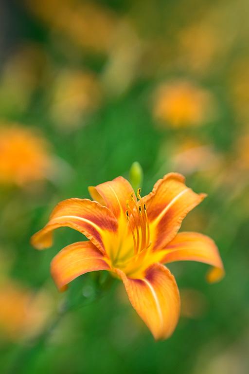 Day Lily – Lensbaby Sweet 50 Optic