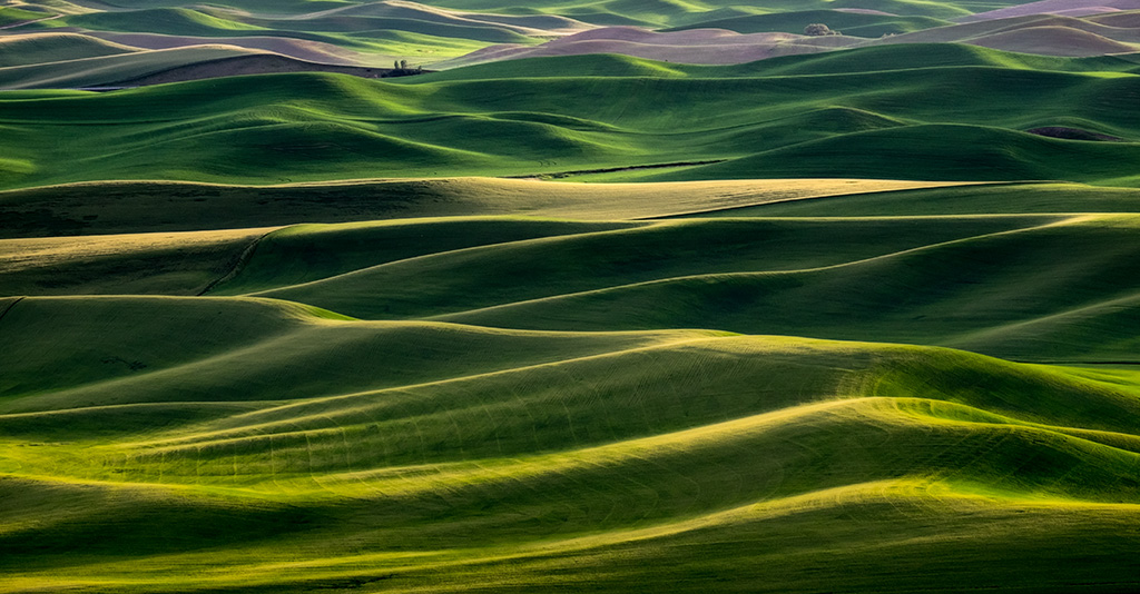 Horses in the Palouse