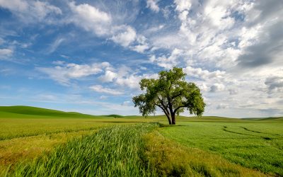 The Palouse